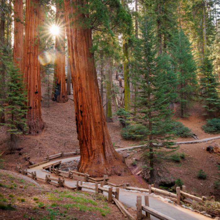 Sequoia & Yosemite Challenge Ride - Image 4