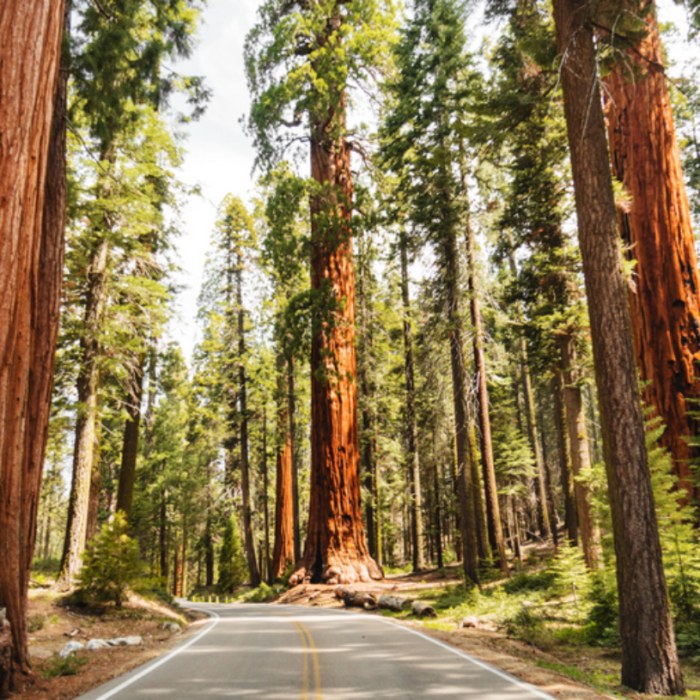 Sequoia & Yosemite Challenge Ride - Image 6